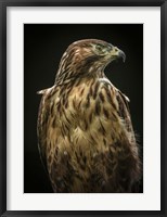 Predator Bird Fine Art Print