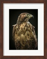 Predator Bird Fine Art Print