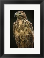 Predator Bird II Fine Art Print