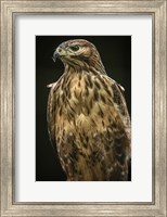 Predator Bird II Fine Art Print