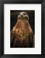 Predator Bird III Fine Art Print