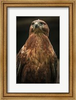 Predator Bird III Fine Art Print