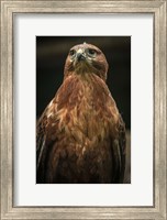Predator Bird III Fine Art Print