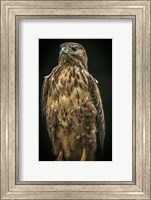 Predator Bird IV Fine Art Print