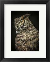Yellow Eyed Owl II Fine Art Print