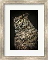 Yellow Eyed Owl II Fine Art Print