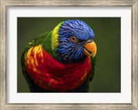 Colorfull Bird II Fine Art Print