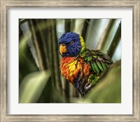 Colorfull Bird III Fine Art Print