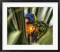 Colorfull Bird III Fine Art Print
