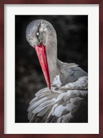 The Stork Fine Art Print