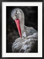 The Stork Fine Art Print