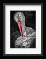 The Stork Fine Art Print