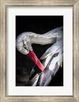 The Stork II Fine Art Print