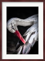 The Stork II Fine Art Print