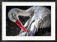 The Stork III Fine Art Print