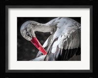 The Stork III Fine Art Print