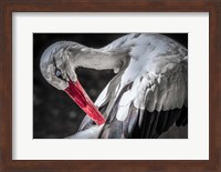 The Stork III Fine Art Print