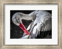 The Stork III Fine Art Print