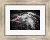 The Stork IV Fine Art Print