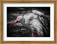 The Stork IV Fine Art Print