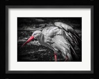 The Stork IV Fine Art Print