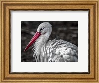 The Stork V Fine Art Print
