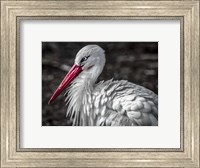 The Stork V Fine Art Print