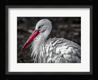 The Stork V Fine Art Print