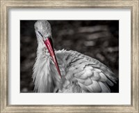 The Stork VI Fine Art Print