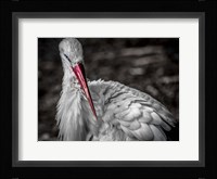 The Stork VI Fine Art Print
