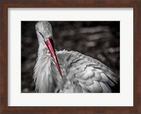 The Stork VI Fine Art Print