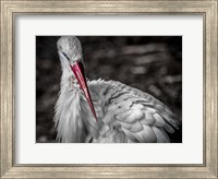 The Stork VI Fine Art Print