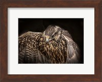 Wings Fine Art Print