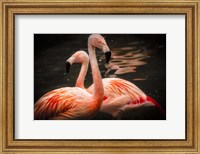 Flamingos Fine Art Print