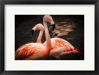 Flamingos Fine Art Print