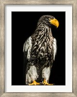 Steller Eagle Fine Art Print