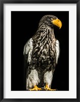 Steller Eagle Fine Art Print