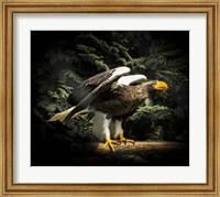 Steller Eagle II Fine Art Print