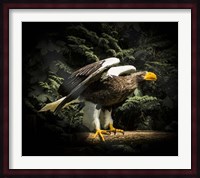Steller Eagle II Fine Art Print