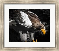 Steller Eagle III Fine Art Print