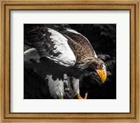 Steller Eagle III Fine Art Print