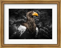Steller Eagle IV Black Fine Art Print