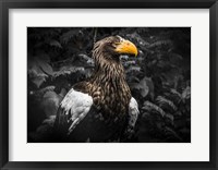 Steller Eagle IV Black Fine Art Print