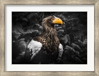 Steller Eagle IV Black Fine Art Print