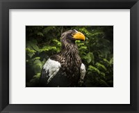 Steller Eagle IV Fine Art Print