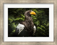 Steller Eagle IV Fine Art Print