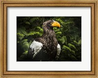 Steller Eagle IV Fine Art Print