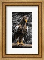 Steller Eagle V crop Fine Art Print
