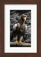 Steller Eagle V crop Fine Art Print