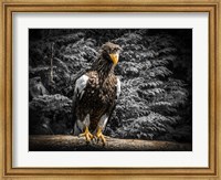 Steller Eagle V Fine Art Print
